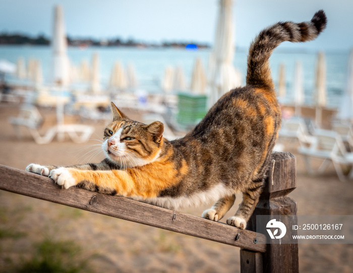 Homeless street cat is stretching like yoga dog pose on the beach. Relaxing Pose, selective focus.