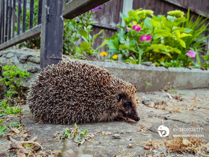 A hedgehog walking into a garden underneath metal gate