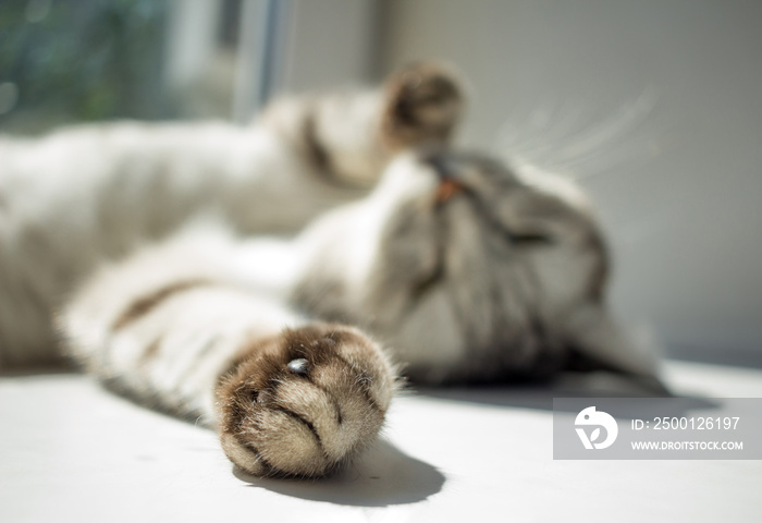 Сat’s paw on focus and cat lying in the sun