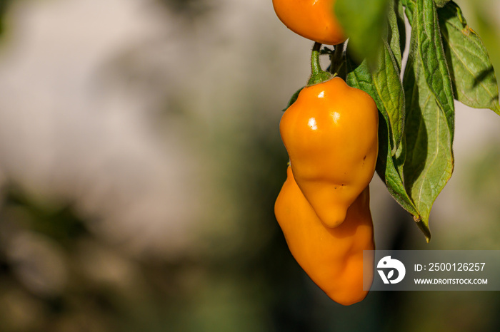 chile manzano Capsicum pubescens