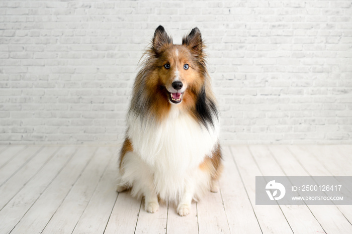 Beautiful brown sheltie dog with blue eyes in a studio on white wood floor