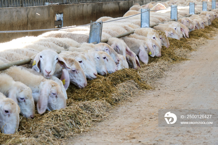 sheep eating hay in barn