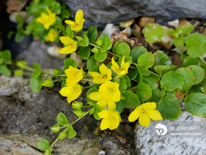 Pfennigkraut, Lysimachia nummularia