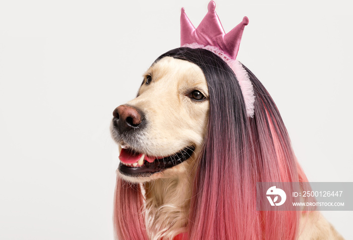 Funny dog in wig on light background