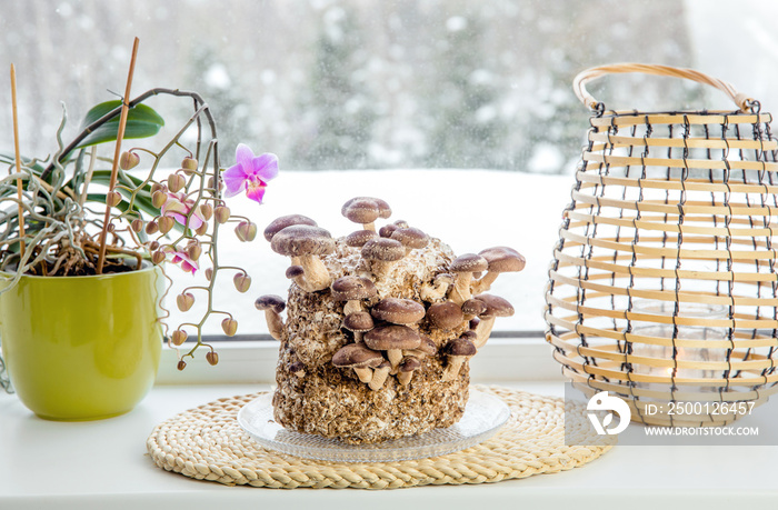 Shiitake mushrooms, Lentinula edodes growing kit in home kitchen on window sill, fungiculture. Fun hobby growing food in home.