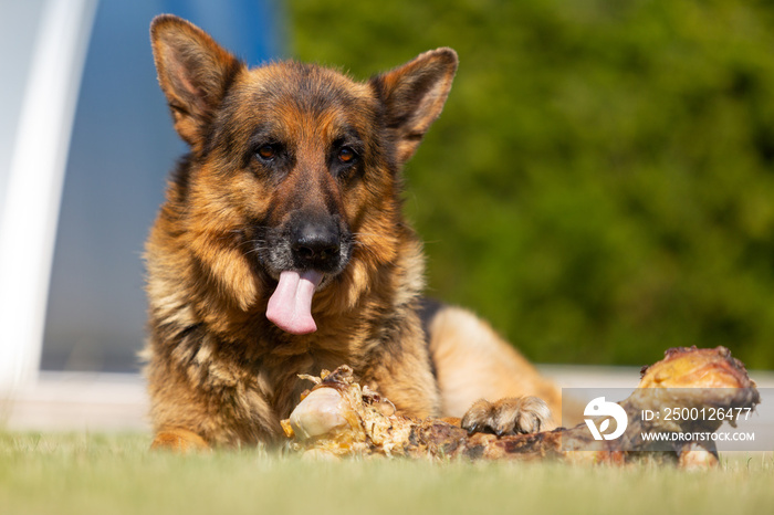 German shepherd eating big beef bone.