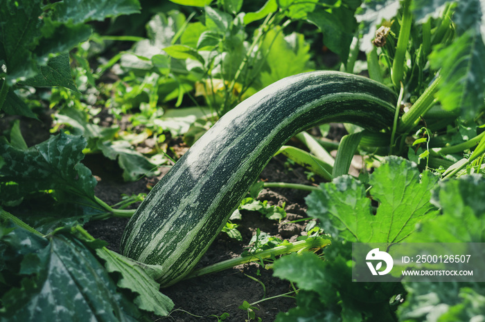 Giant zucchini vegetable growing in the garden.