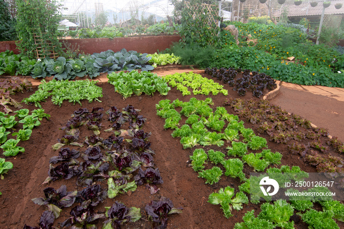 Organic Vegetables in the garden.