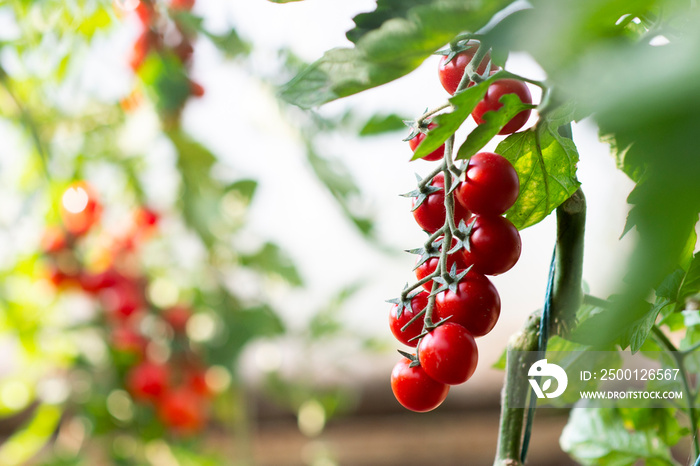 Beautiful red ripe cherry tomatoes