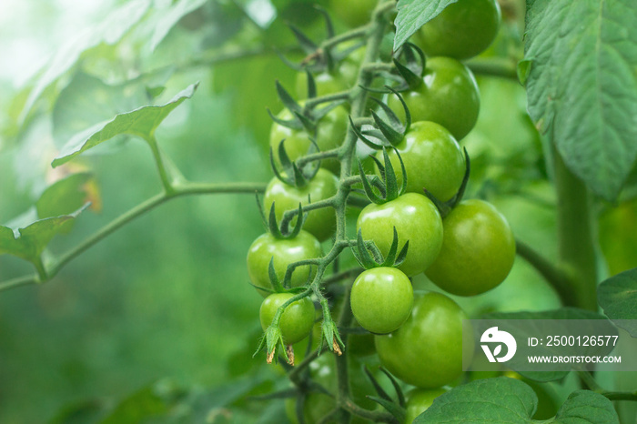 unripe cherry tomatoes in organic greenhouse on a blurred background of greenery. Eco-friendly natural products, rich fruit harvest. Close up macro. Selective focus.