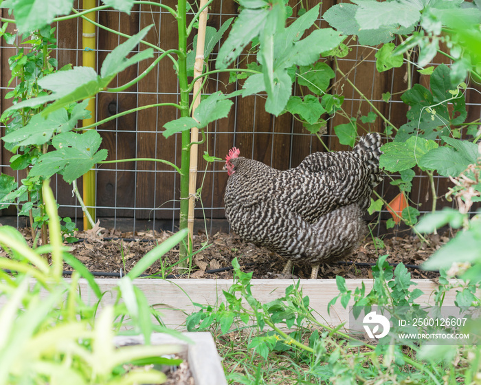 Free range Marans breed laying egg hen chicken at organic vegetable garden near Dallas, Texas, USA