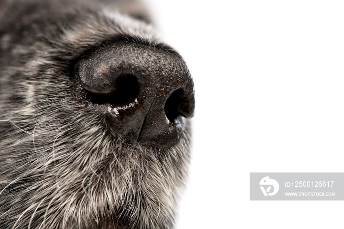 Close shot of an English Cocker Spaniel’s nose