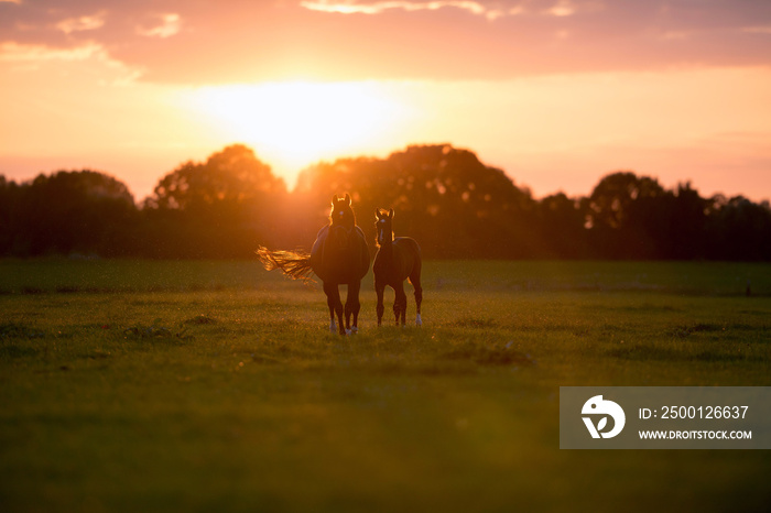 Mother horse with foal on farm land at sunset. Geesteren. Achter