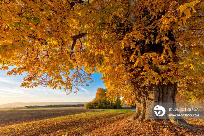 Eine Kastanie in vollem Herbstlaub