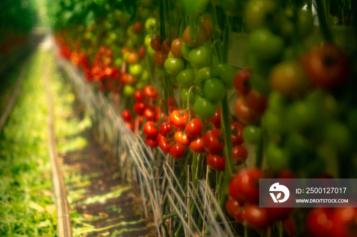 Soft filter effect. Dutch bio farming, big greenhouse with tomato plants, growing indoor, ripe and unripe tomatoes on vines