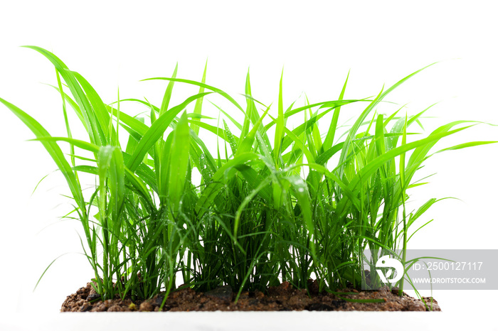 green grass growing out of the ground, isolated on white background.