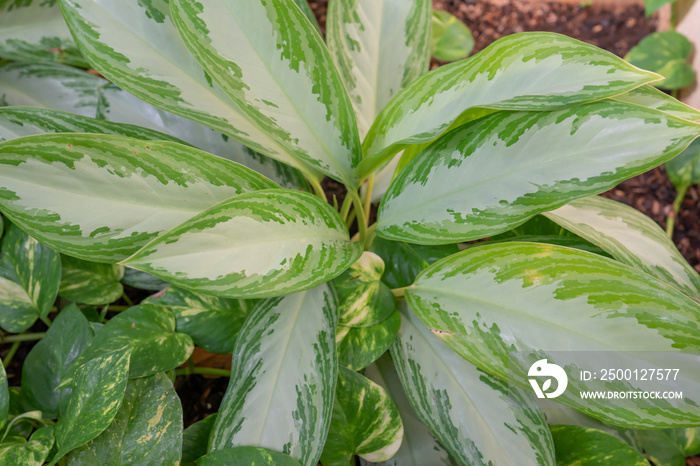 Aglaonema commutatum, the poison dart plant, is a species of flowering plant in the Chinese evergreen genus Aglaonema, family Araceae. It is native to the Philippines and northeastern Sulawesi, and ha