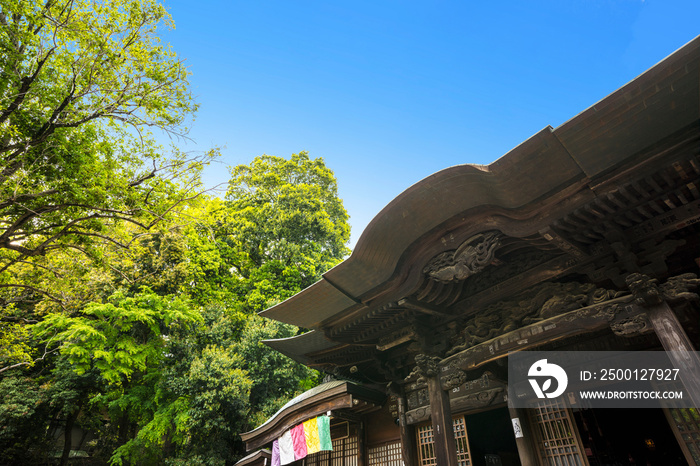 新緑イメージ　深大寺　寺　若葉　木と緑　コピースペース　緑　葉　爽やか