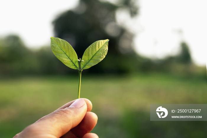 The person who holds the leaf in his hand