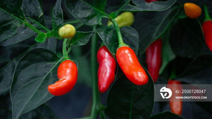 Photograph of a yellow and red tabasco pepper crop