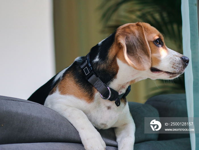 Cute beagle puppy peeking out the window.