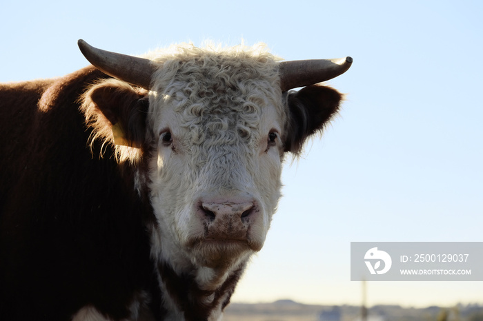 Horned Hereford bull cow portrait with curly white hair on face, beef cow breed with copy space on background.