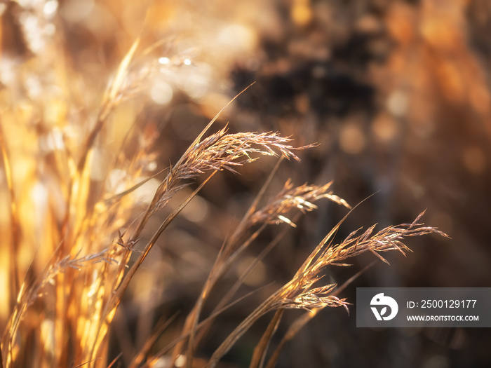 Closeup of sunlit seed heads of Hakonechloa macra in winter