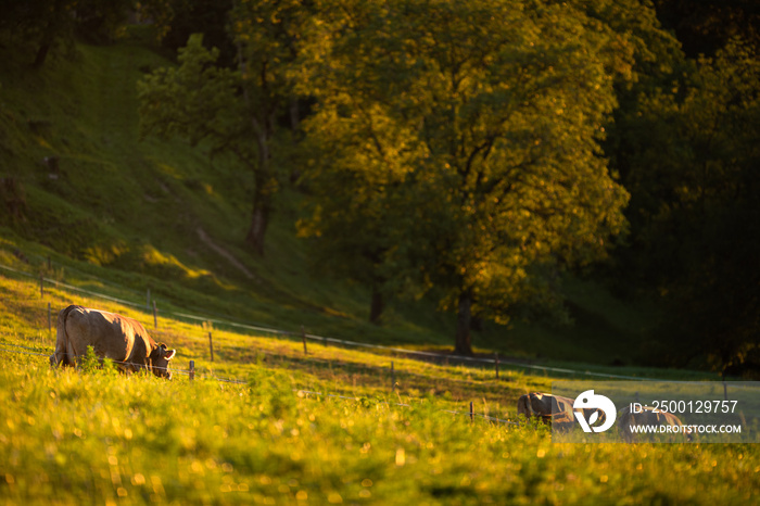 Cows going home from pasture at the close of the day - Regenerative farming concept/Grass fed beef