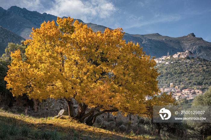 Golden autumn foliage of Montpellier Maple in Corsica