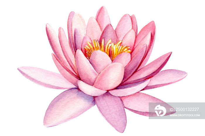 pink lotus flower, watercolor illustration, hand drawing, flora wedding