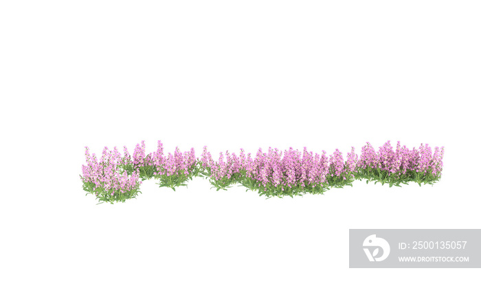 Field of flowers on transparent background. 3d rendering - illustration