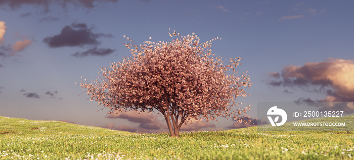 Pink Blossom Tree on a Grass Hill Sunset Sky Spring Flower Meadow Ornamental Japan Landscape 3d Illustration render