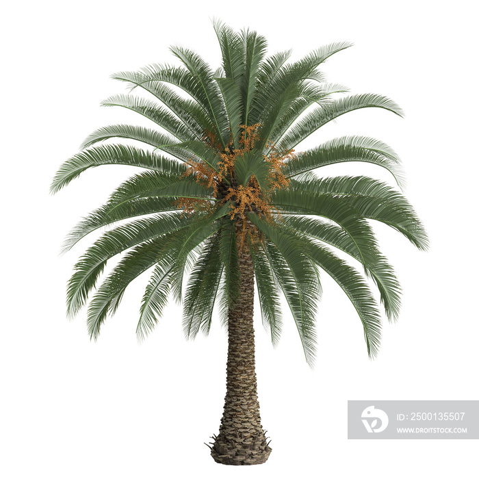 3d illustration of phoenix canariensis palm isolated on transparent background