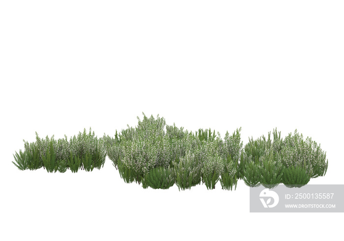 Field of grass with flowers isolated on transparent background. 3d rendering - illustration