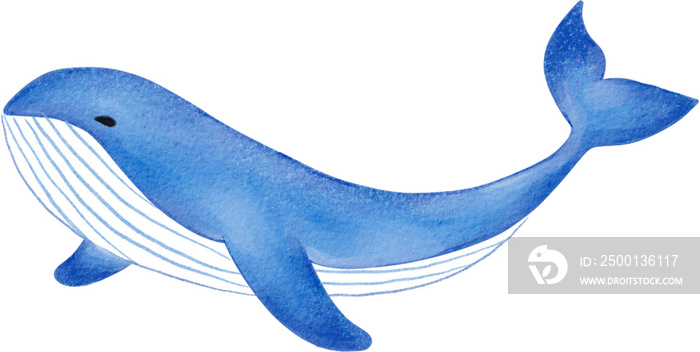 whale watercolor png