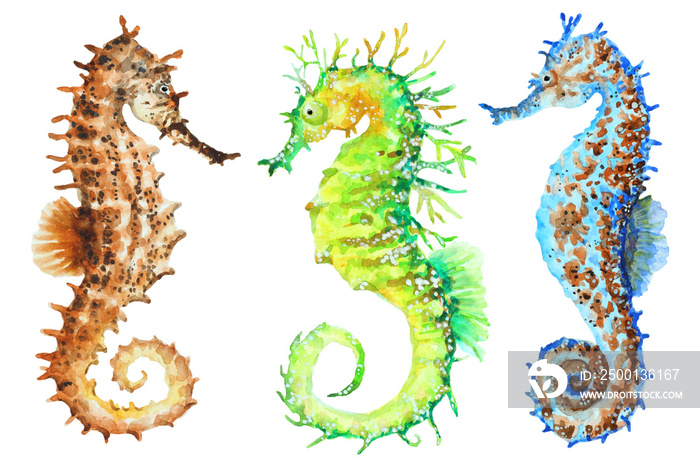 Colorful seahorses, hand drawn watercolor.