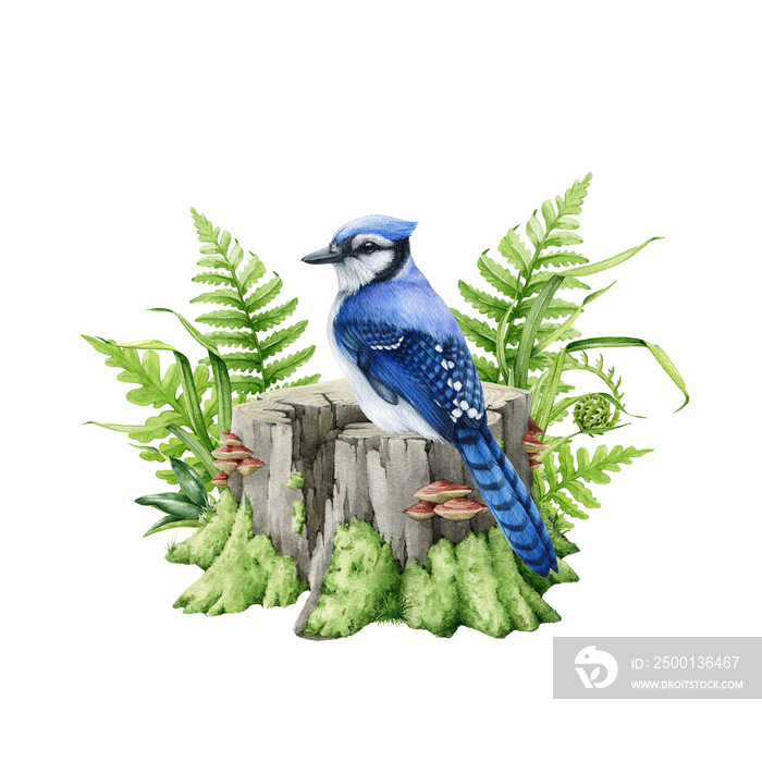 Blue jay on a mossy stump with green grass and ferns illustration. Wildlife nature scene. Watercolor hand drawn image. Blue jay bird perched on old tree stump with forest wild plants, herbs element.