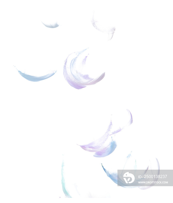 Many Pastel Feather fly fall in Air over white background isolated. Puffy Fluffy soft feathers as purity smooth like dream floating dove in sky. Angle flying from heaven, photo motion