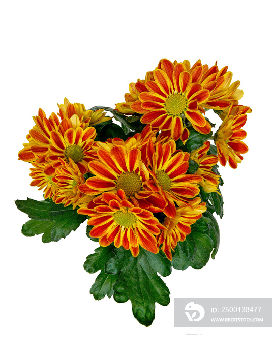 bouquet of red-yellow flowers, chrysanthemums on a background of leaves, top view, png file