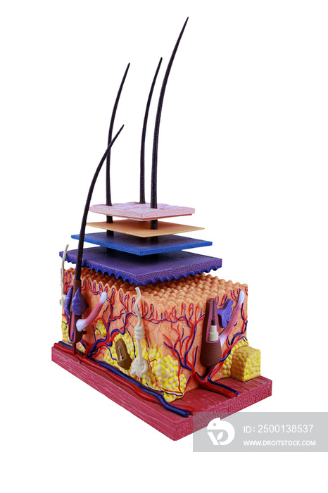 sectional skin model with capillaries and derma layers on a transparent background