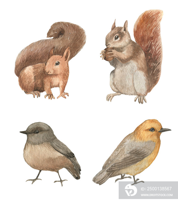 Hand drawn watercolor animals set. Cute squirrels and birds characters. Isolated animals