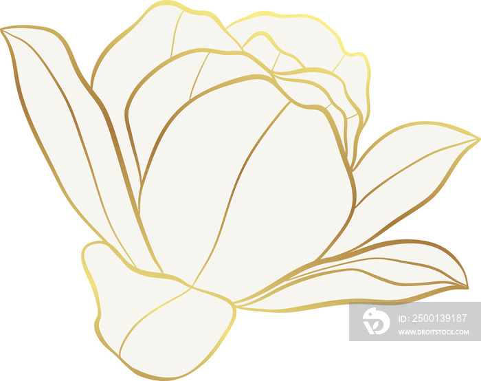 Rose flower golden line art