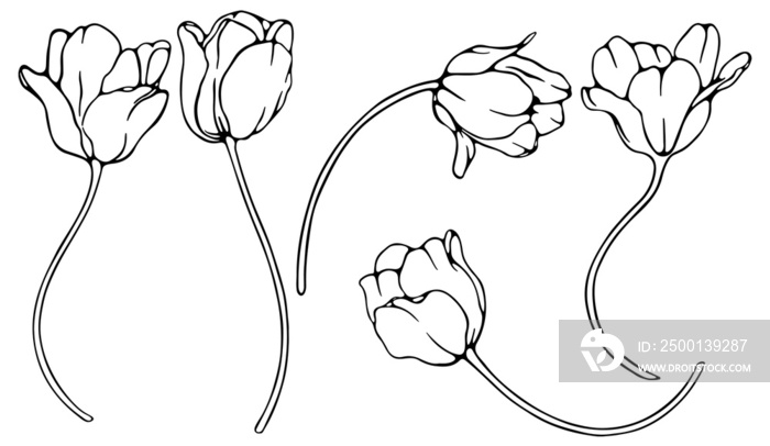 Hand drawn with fineliner outline tulips set isolated on transparent background for wreaths, frames and other compositions.