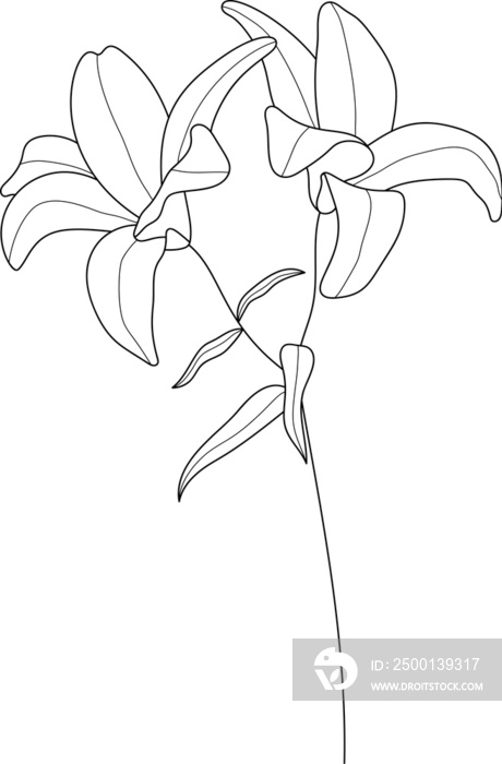Botanical flower line art