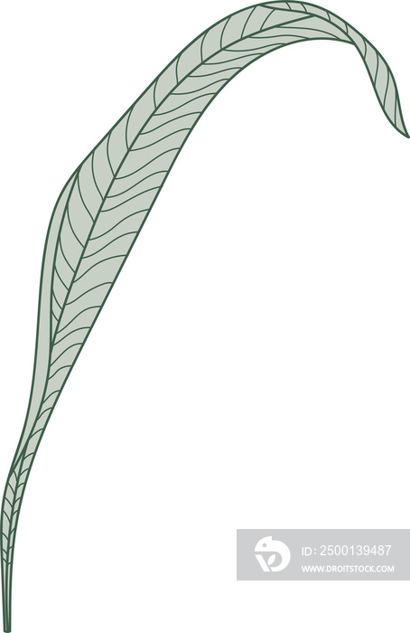 Palm leaf line art