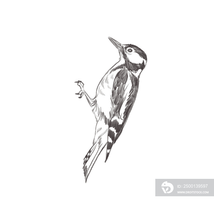 Line art pencil sketch of forest bird Woodpecker