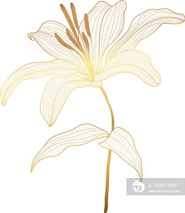 Lily flower golden line art