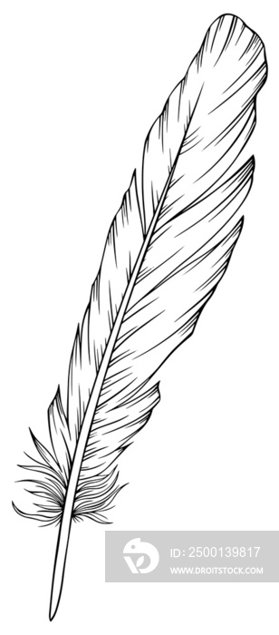 Png feather. Hand drawn. Vintage art illustration