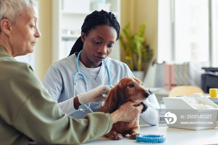 Portrait of black young woman examining dog in vet clinic with senior woman assisting, copy space