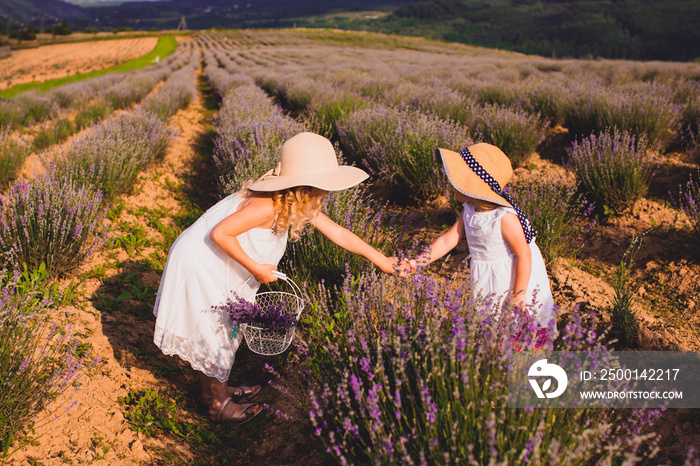 Two little sisters collect lavender flowers in a field near the village